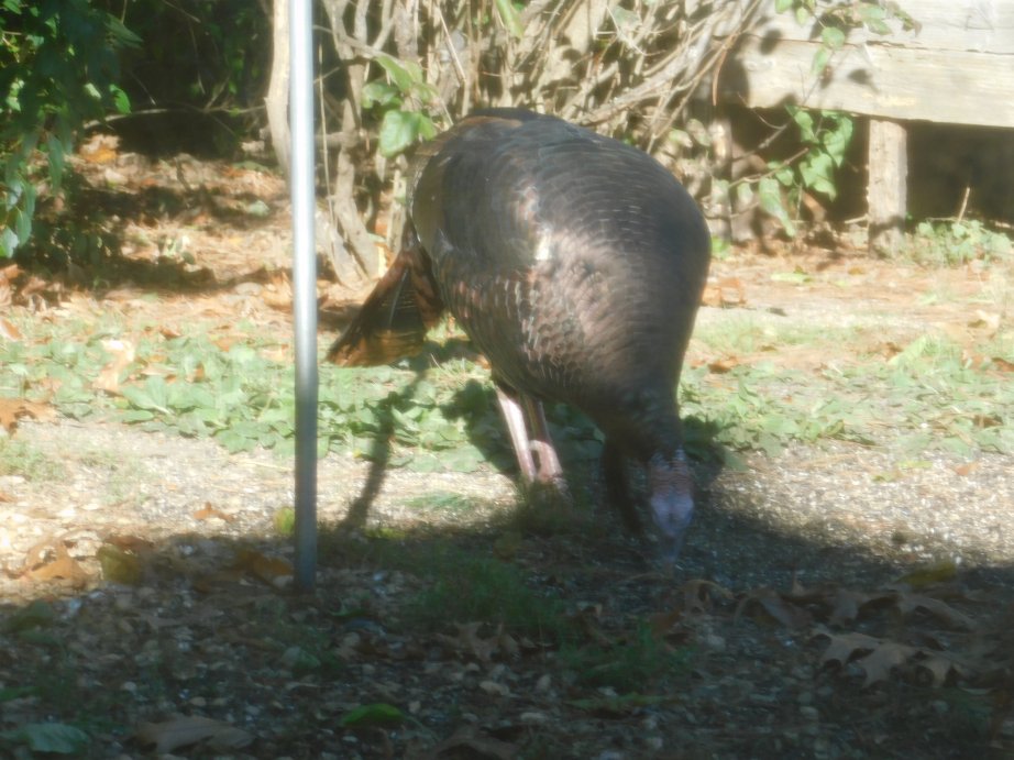 Bill the Turkey Bill the Turkey